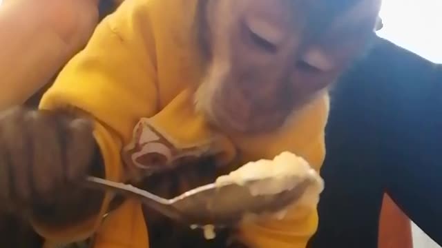 Наша утренняя кашка