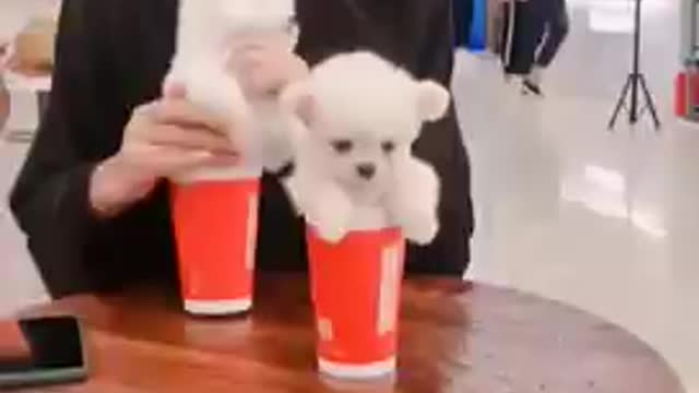 cuti pomeranian puppies videos what to experience