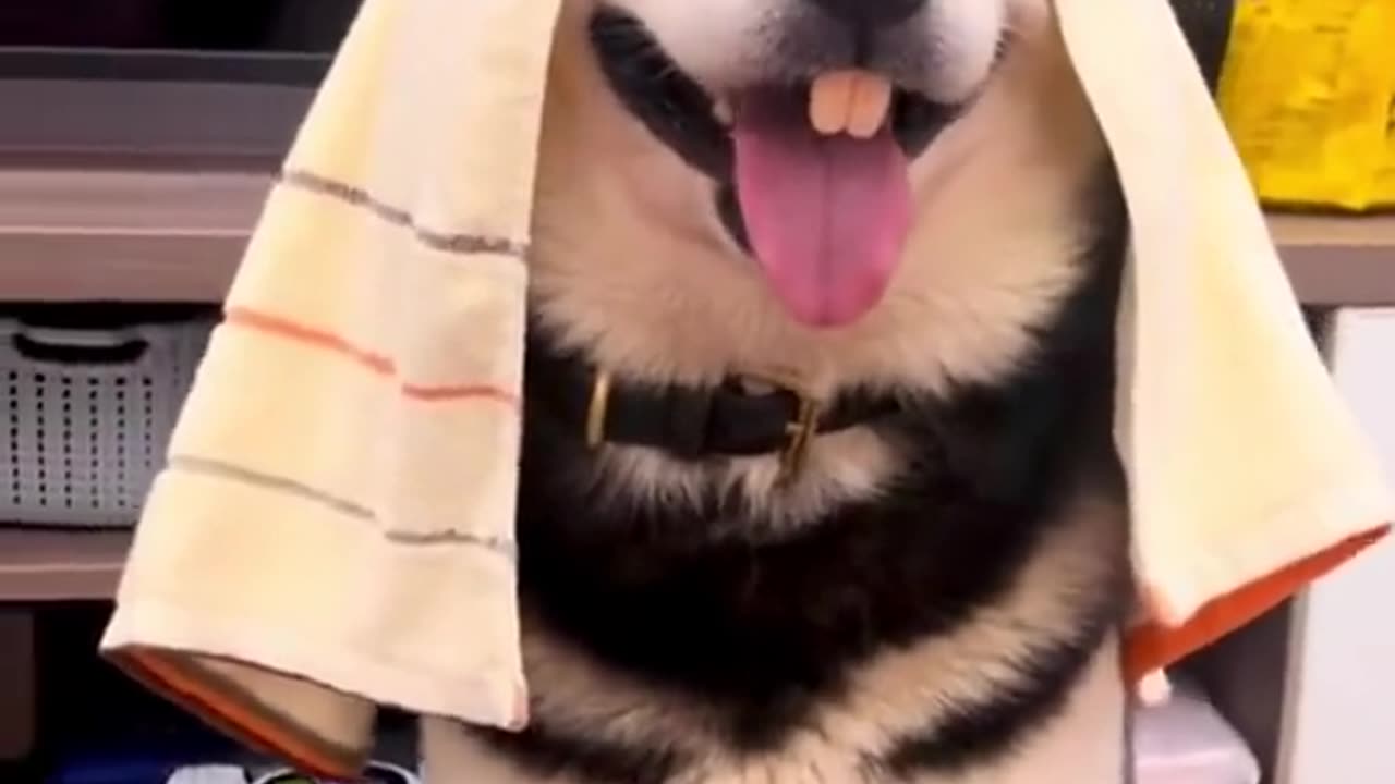 Ultimate Funny Dog Compilation That Will Make You Smile!