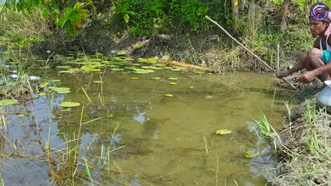 ছোট মাছ দিয়া বড় মাছ ধরা 🐟 New Fishing ,Amazing Way Of Fishing __