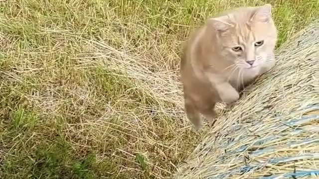 Beautiful Cat Playing with Man