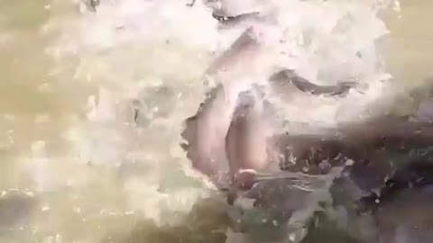 This is a beautiful and charming water-dwelling species