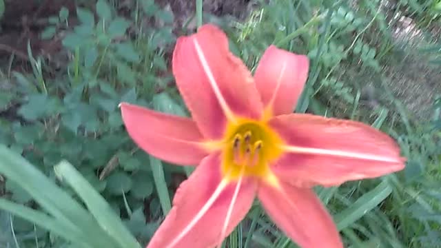 Tiger Lilies