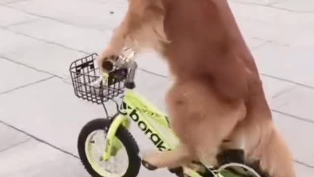 Dog riding a bike😘😘💃🐕🐕