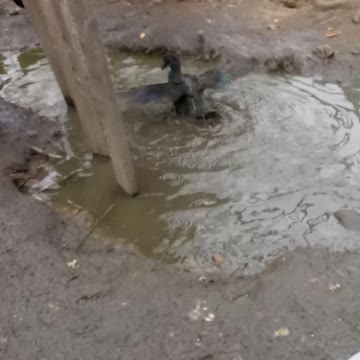 Duck taking a bath