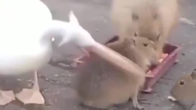 Pelican Tries to eat capybara !😮