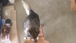 Smart husky learns how to climb ladder stairs