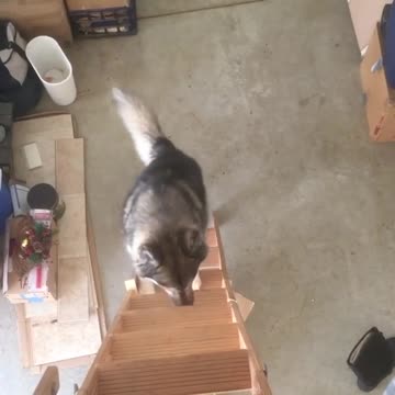 Smart husky learns how to climb ladder stairs