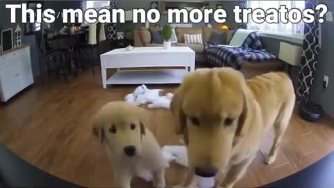 Nice Dog