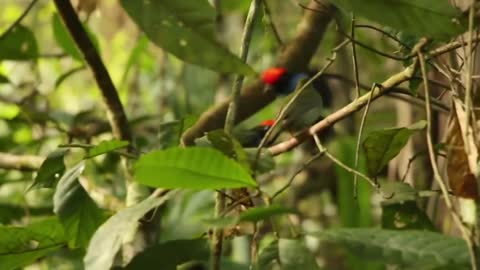 THE TANGARÁ MATCHING DANCE - ATLANTIC FOREST