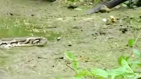 Snake 🐍 Vs Crocodile 🐊