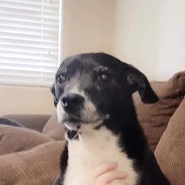 This pup's motto: Pet all day, every day! 🐾🐶