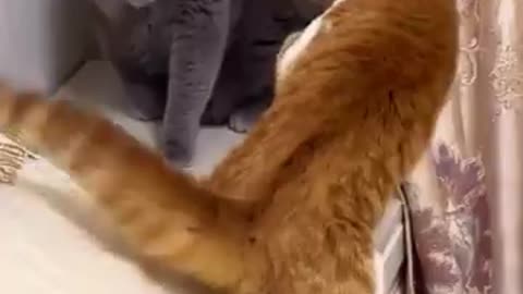 Cute funny cats