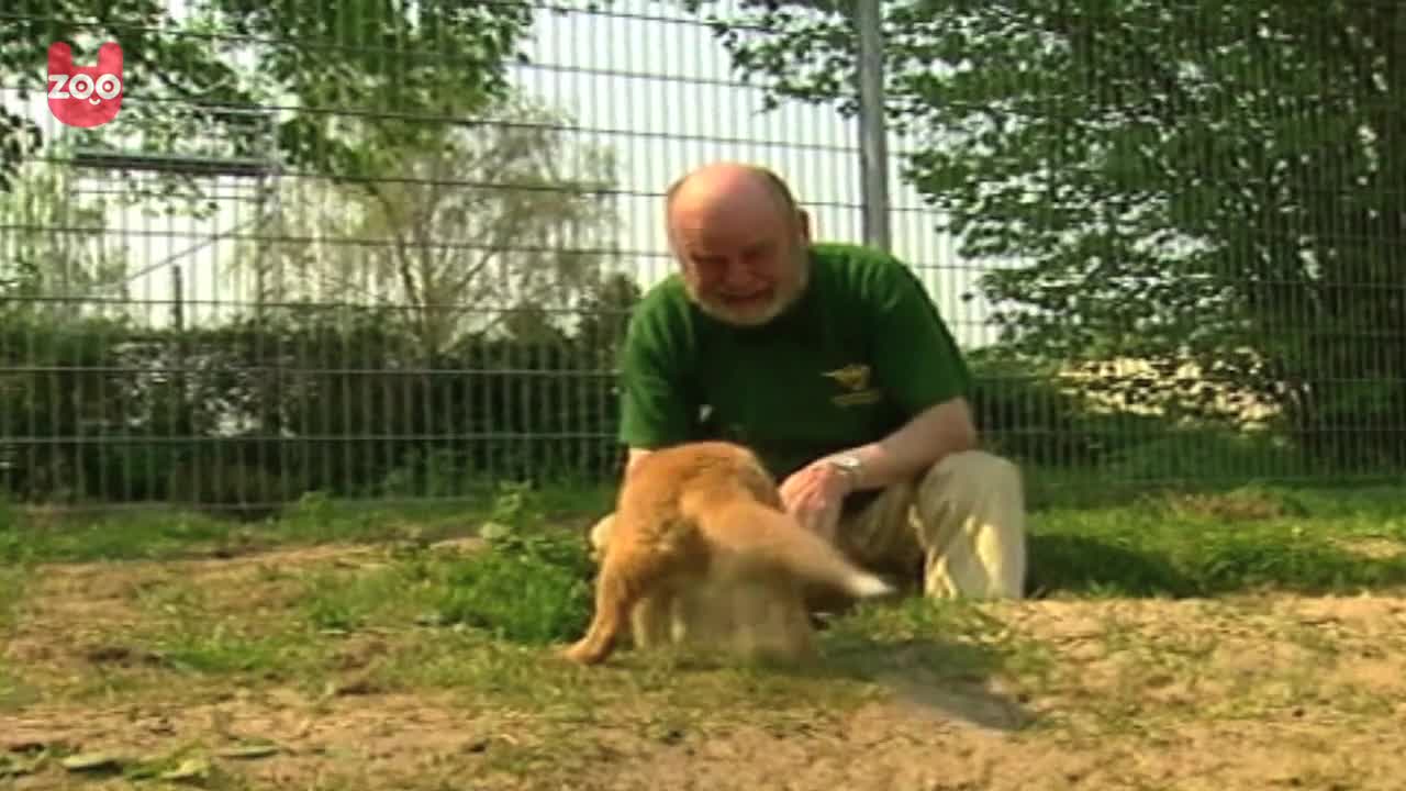 Dog and Fox Become Friends