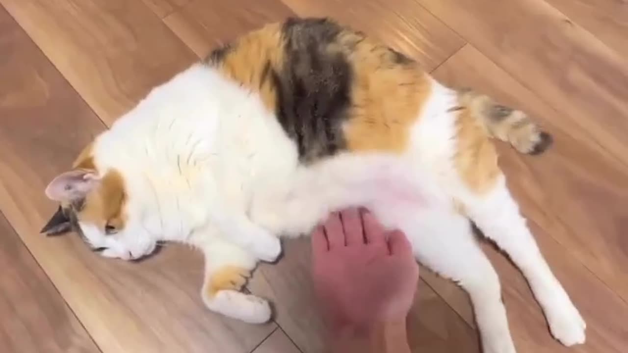 😻
