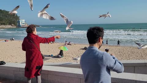 Giving snacks to seagulls.