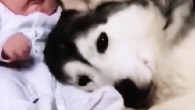 Cute Pets and their Family
