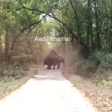 Wildlife in Closer View with natural perspective.