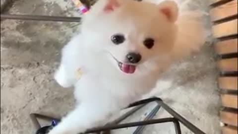 Funny and Cute Pomeranian Videos | Funny Puppy Videos