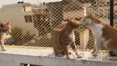 Cats fighting and playing