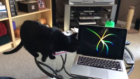 Cat Scared of Computer Screensaver!