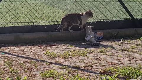 Cats Making Love in front of everyone