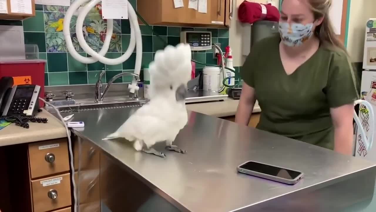 A male umbrella cockatoo socializing with Vet Hospital