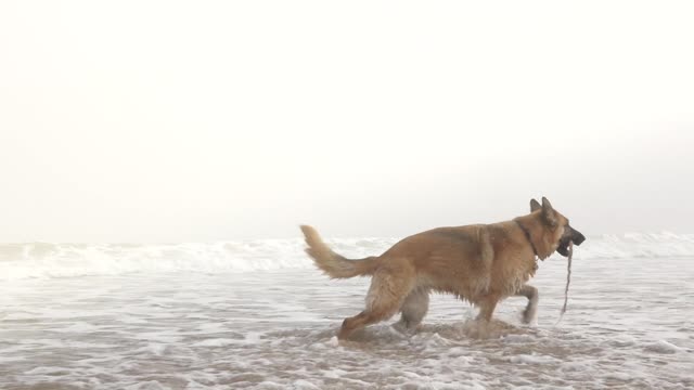 Beech dog wet water