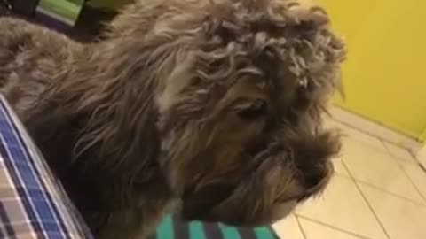 Furry black dog wants attention