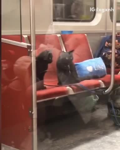 Woman brings her two black cats on leashes onto subway train and feed them