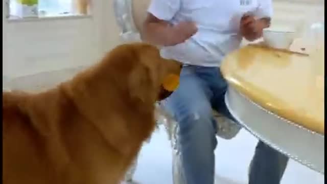 The dogs are cute funny and video 😂❤️#5