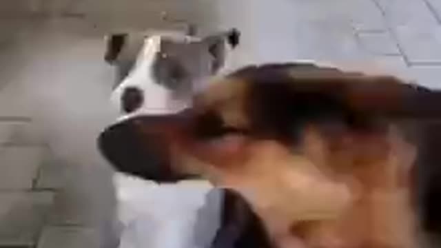 Funny Dog Videos, It's time to LAUGH with Dog's life