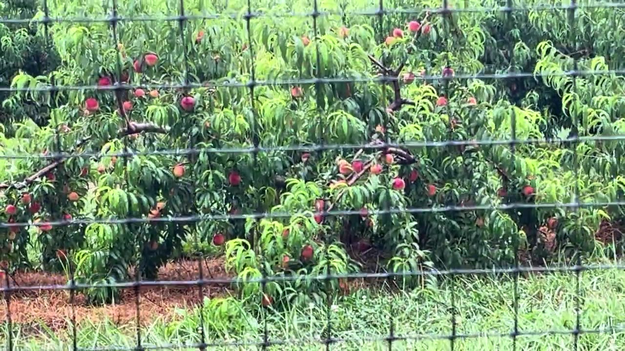 Peach Orchards