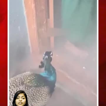 కుమారస్వామి ఆలయంలో నెమలి #peacock #viral #devotee #video #shorts | FBTV NEWS