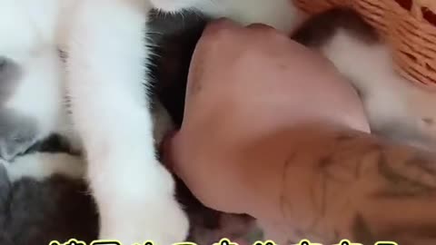 cat baby - cat babies
