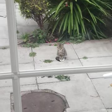 My cute tiger kitty asleep in day light😻😻