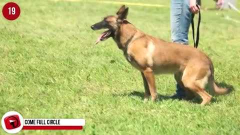 27 STRANGE Dog Behaviors Explained in detail