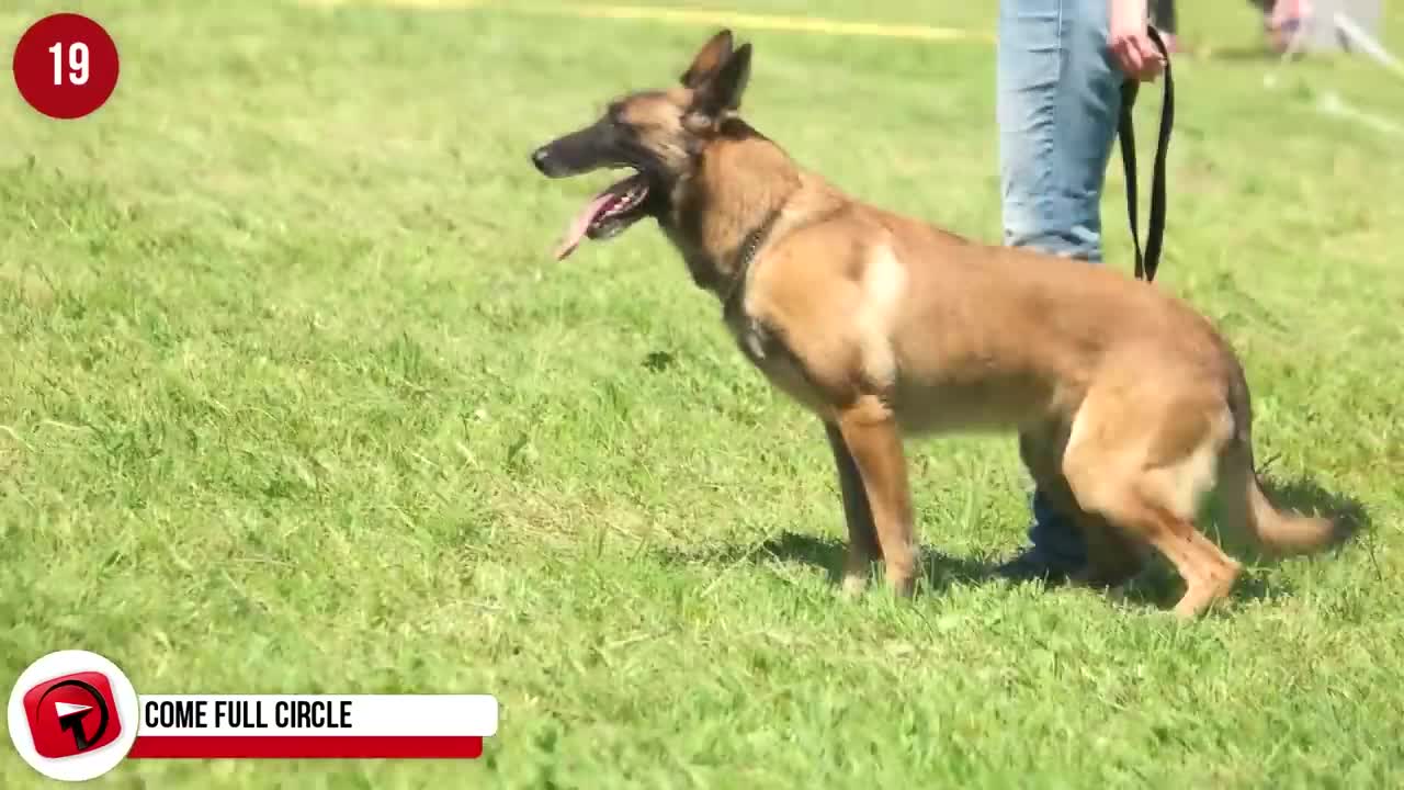 27 STRANGE Dog Behaviors Explained in detail