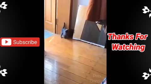 Funny Cats Moment || Funny cats compilation