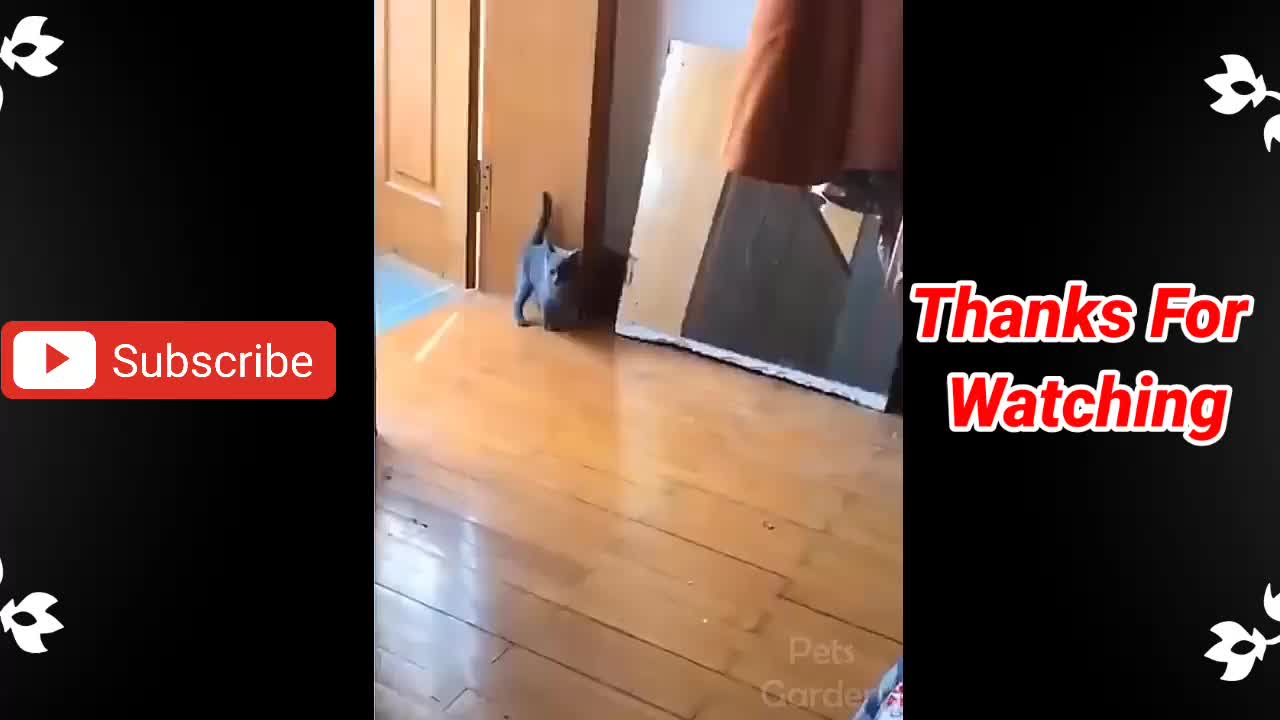 Funny Cats Moment || Funny cats compilation