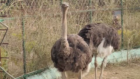 Suturmurg funny video