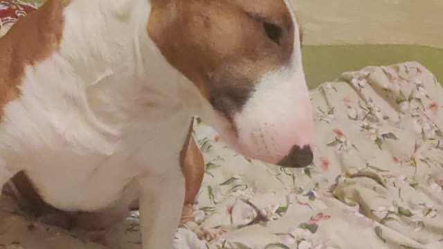 I have a very shy bull terrier, turns away at the sight of the camera/