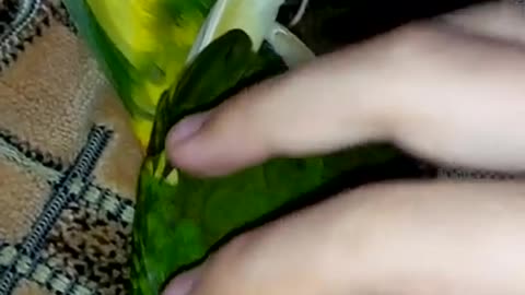 KKARIK MY PARROT