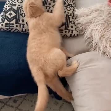 FUNNY PUPPY FAILED TO CLIMB TO THE COUCH.mp4