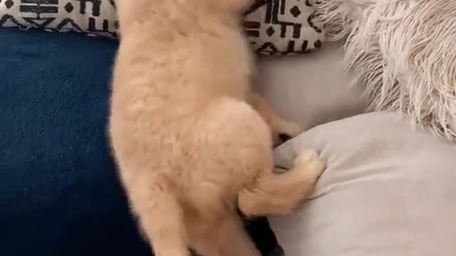 FUNNY PUPPY FAILED TO CLIMB TO THE COUCH.mp4