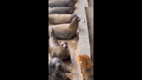 Funny animal video comedy show 🤣 lest