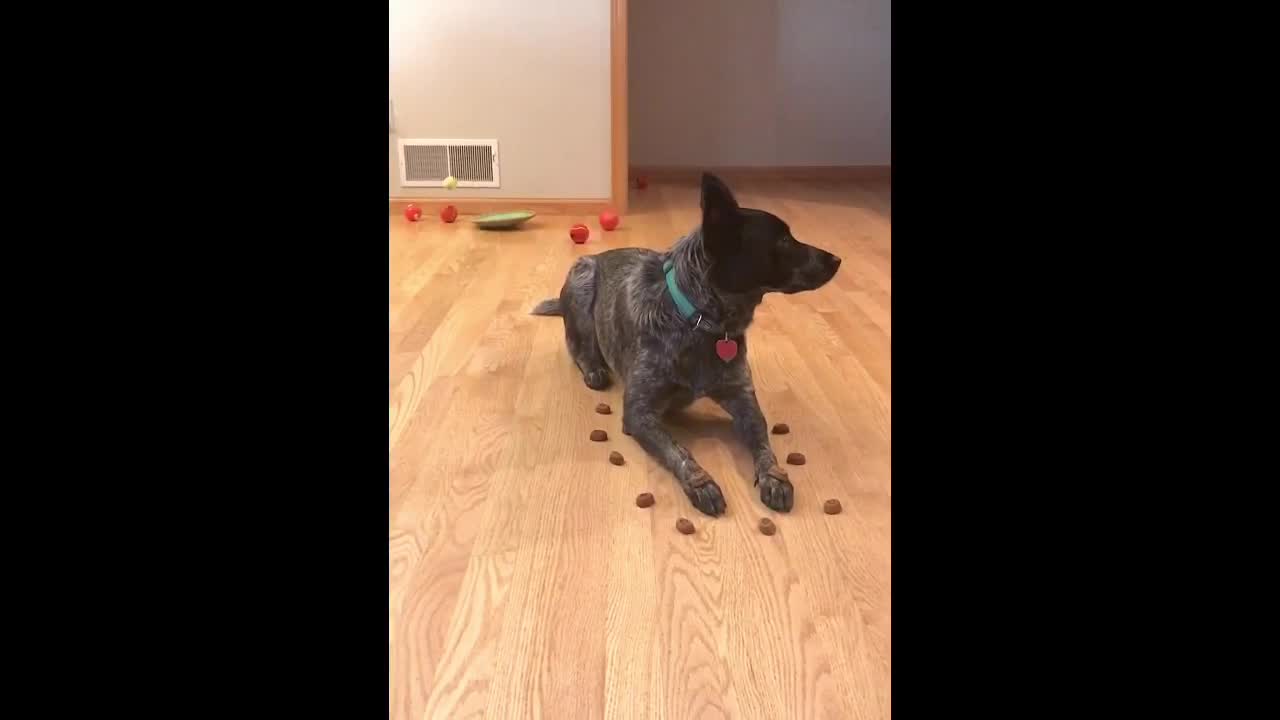 Dog Tricks on a Rainy Day