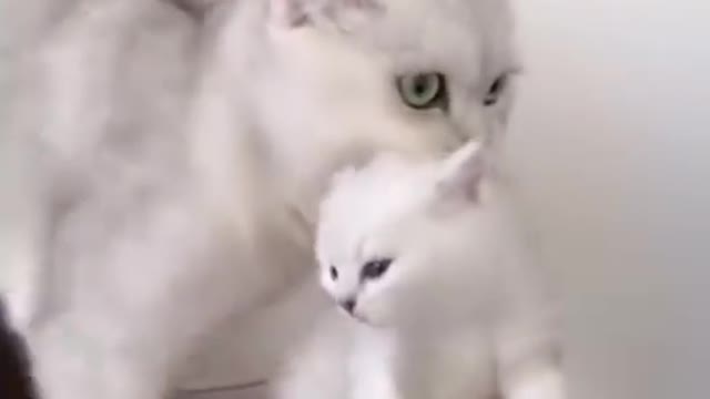 Baby Cats Big Cats funny video