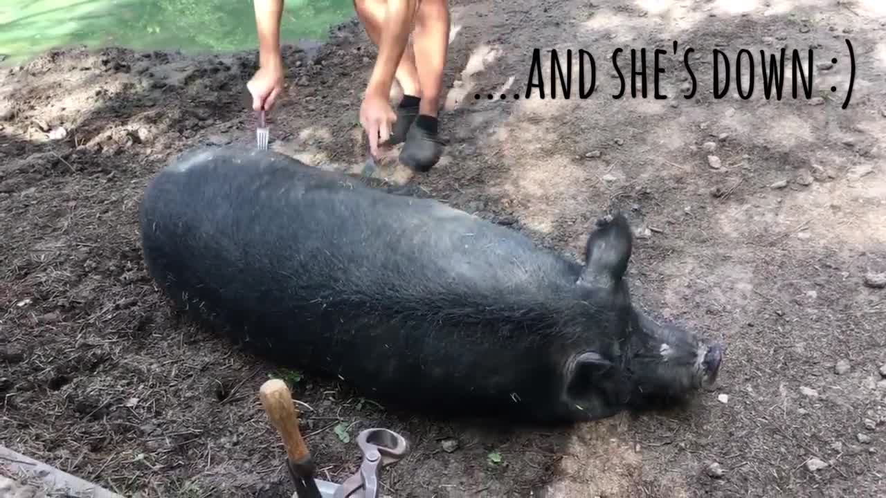 The Best Way to Calm a Pig Down