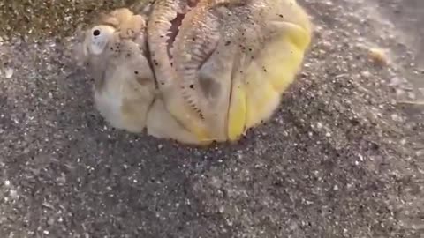 A stargazer fish.